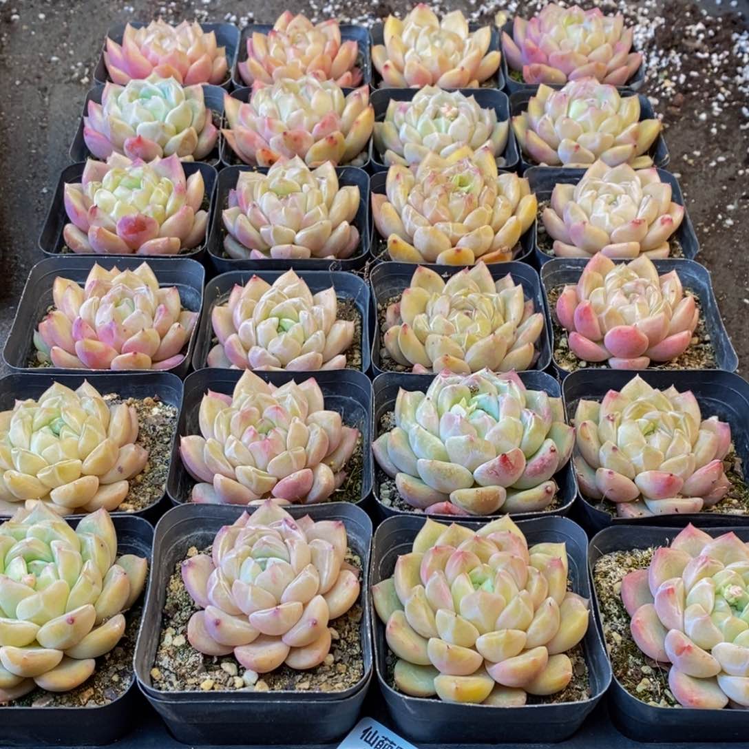 雁***灬404多肉植物保护研究所所长助理