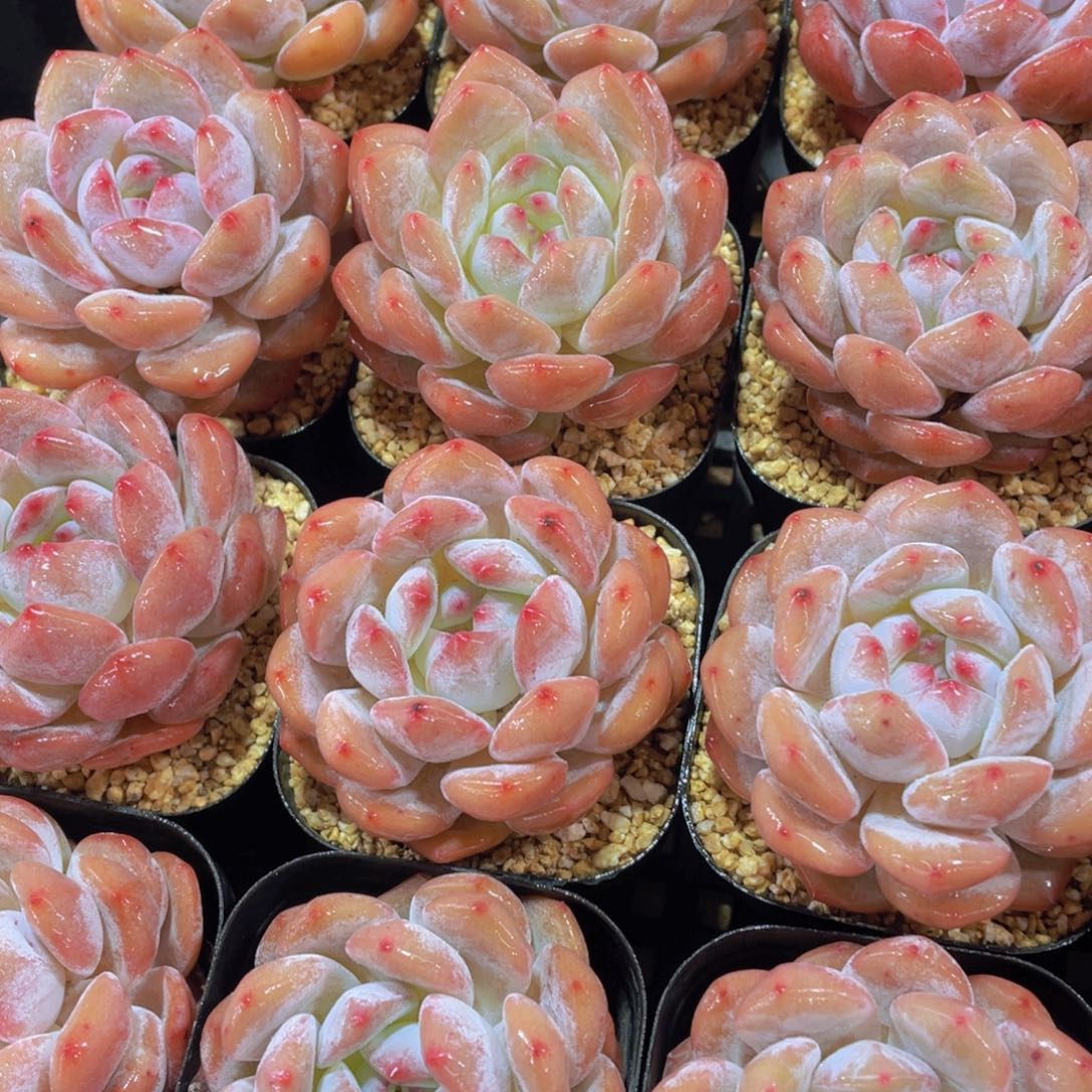 量拍11号 包包仙女橙韩橙单头两颗