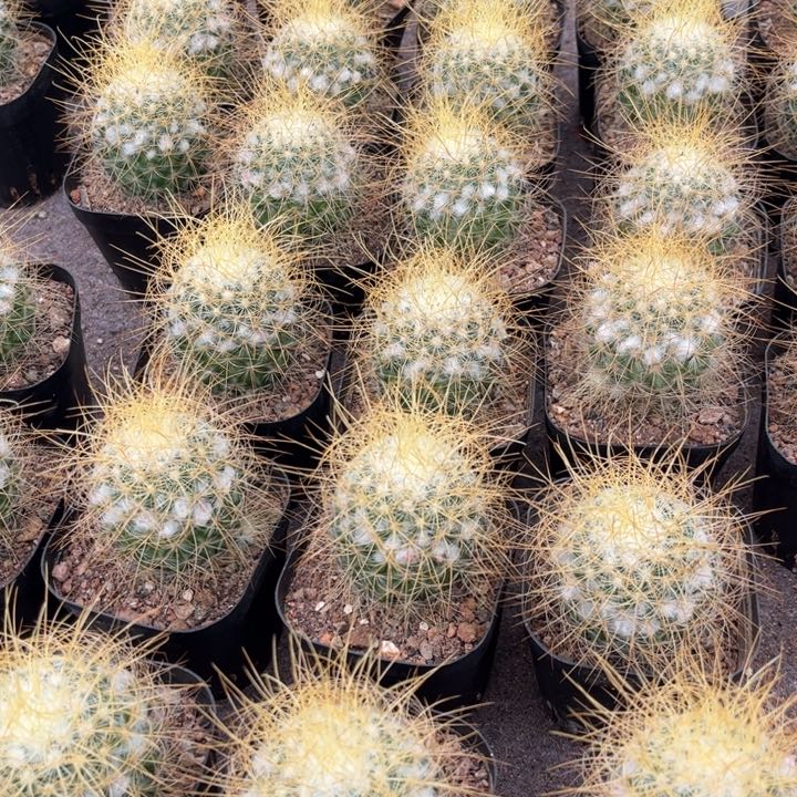 实生海泉好养皮实