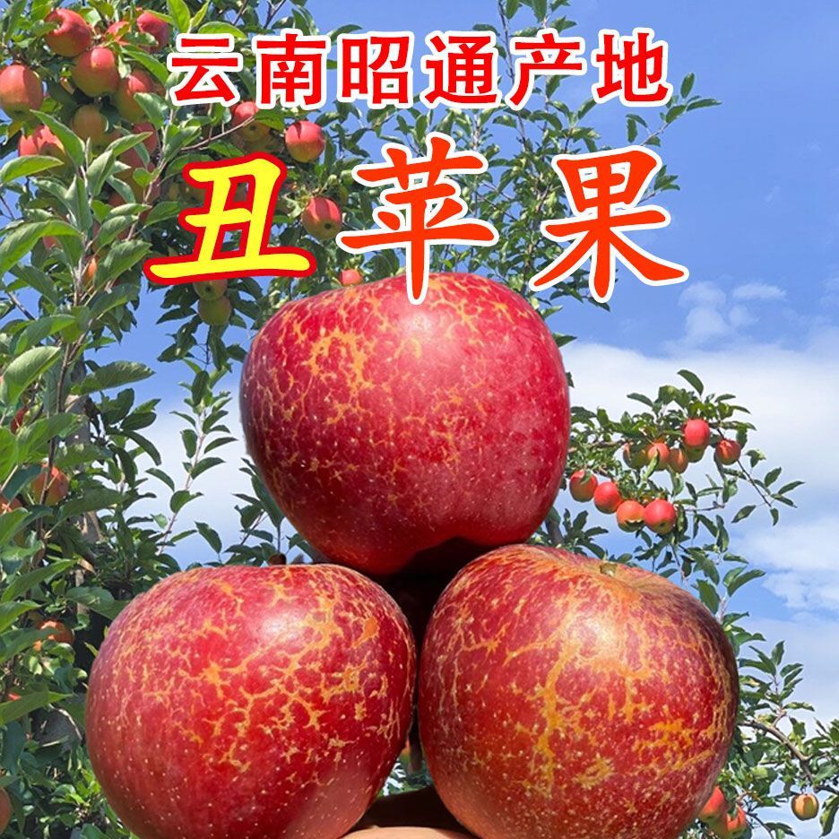 正宗云南昭通冰糖心红丑苹果新鲜应季现摘水果带箱子5斤包邮