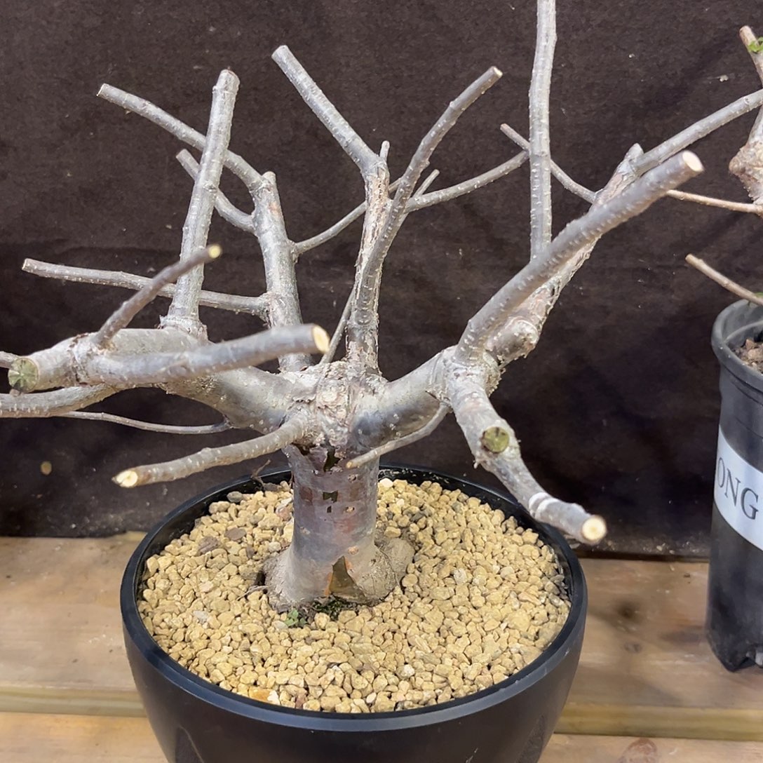 汤圆植物奥比克橄榄