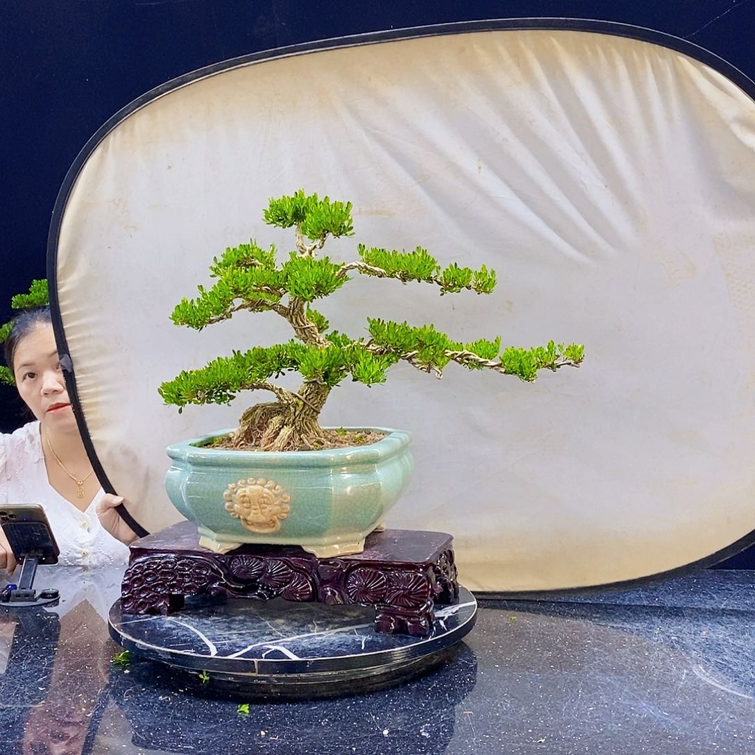 无花朵精品黄杨盆景