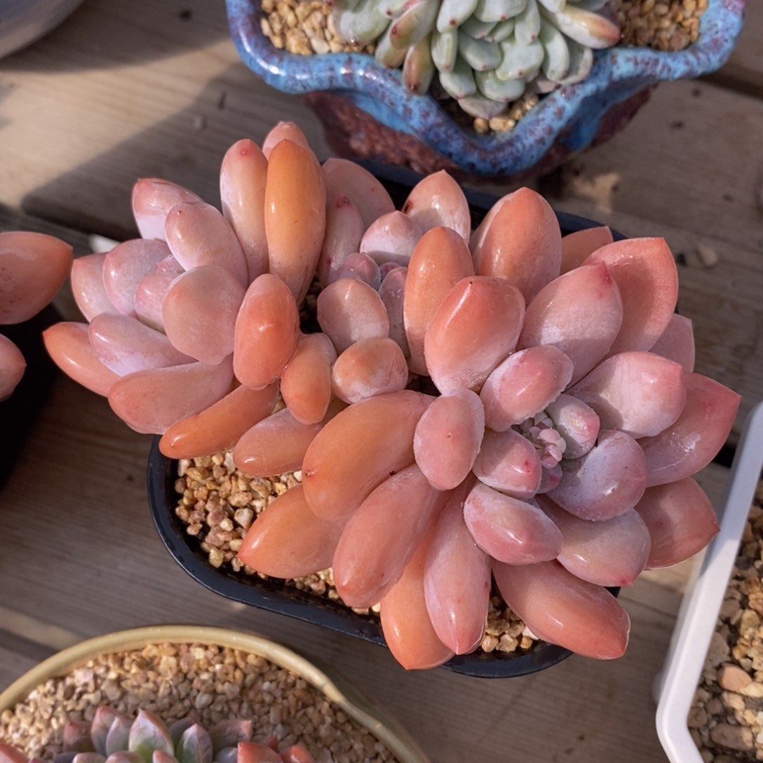 用多肉治愈生活-22