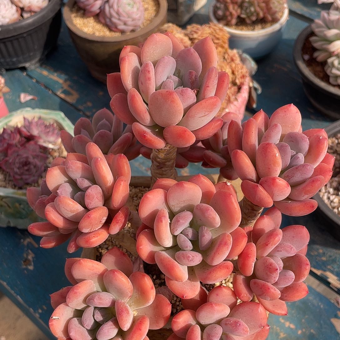 灰姑娘群生多肉植物