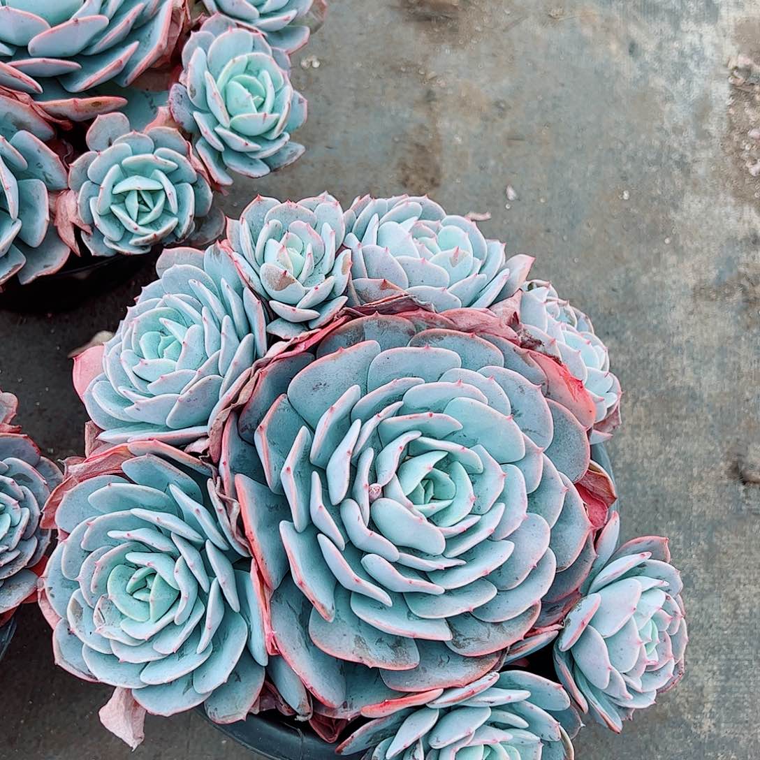 红粉台阁多头群生精品特价