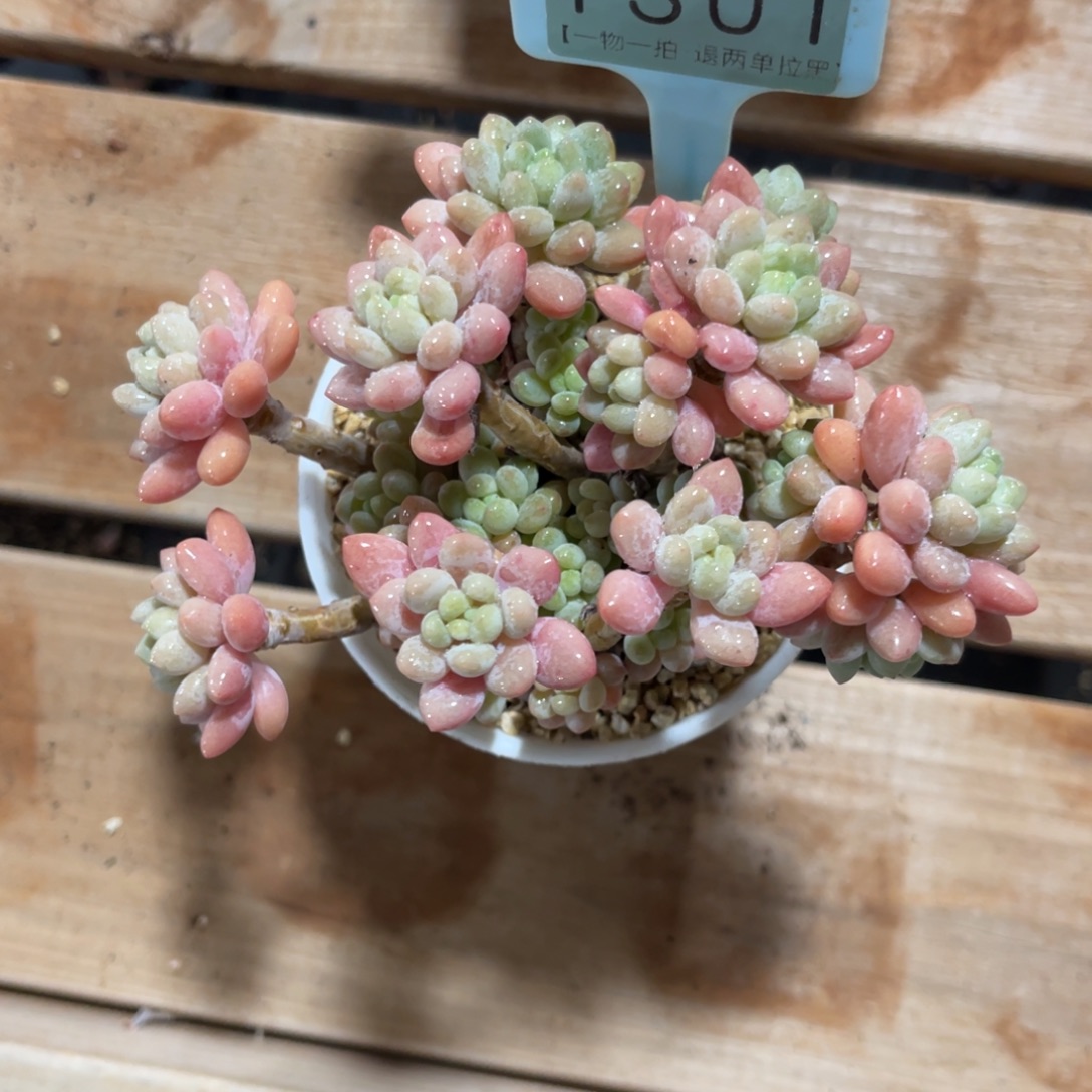 叮****云尘多肉一物一拍1301