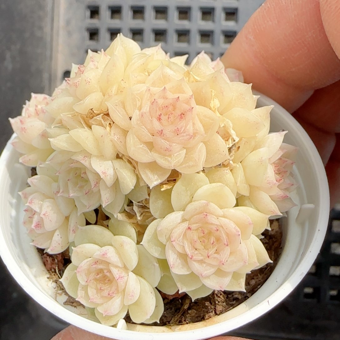 夏**天【闪购商品】0210-25（ttp-183）