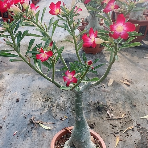 【闪购商品】无花朵梅*