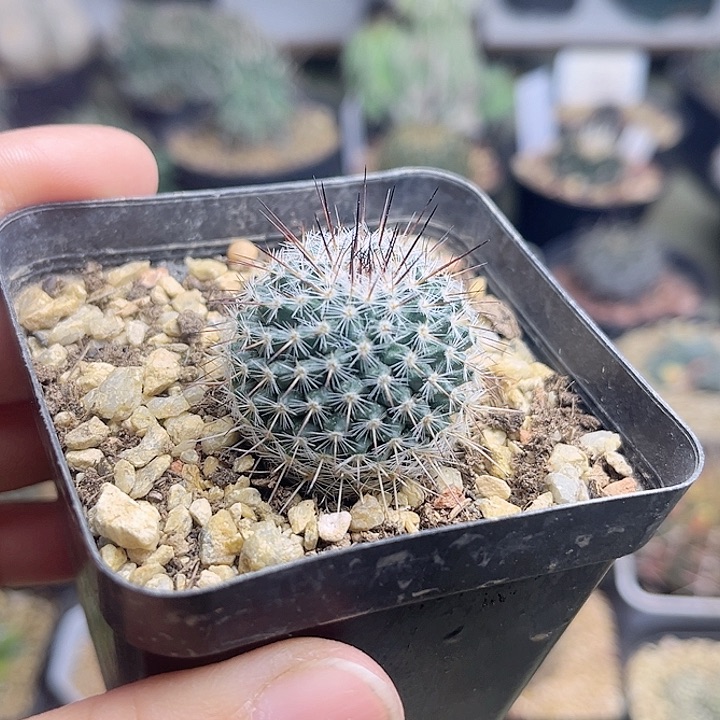 黑刺海豹实生2.8公分左右