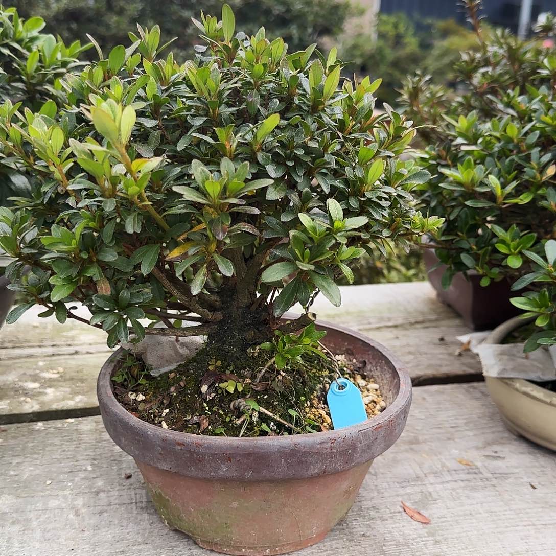 完全开放盲盒有花朵