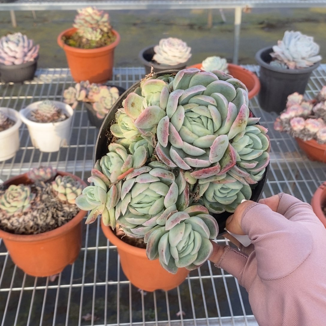 5647西娜多头一物一拍