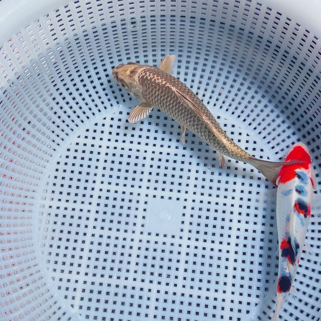 锦鲤锦鲤观赏鱼6666