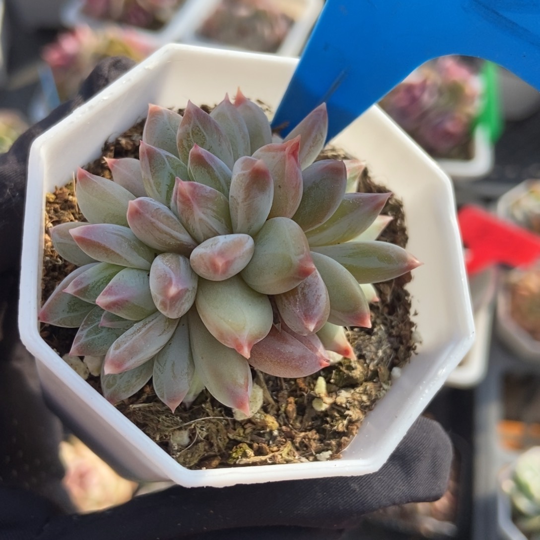 2024梦幻美人多肉植物