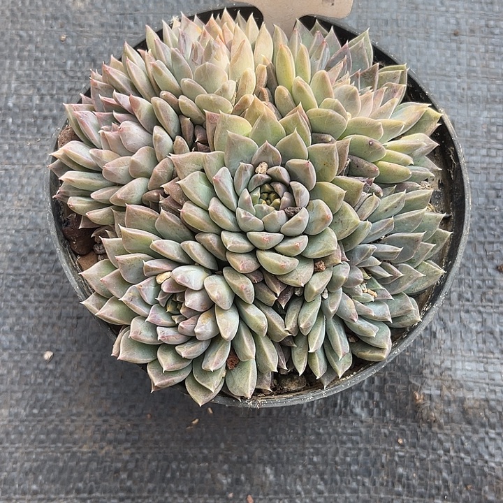 云***6两单包邮，一物一拍29