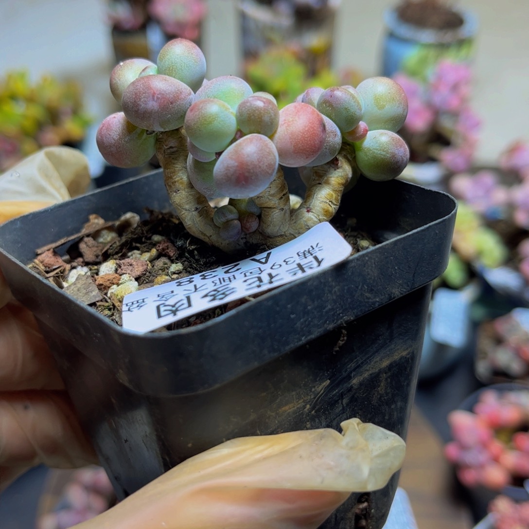 238一代苹果奶6厘米