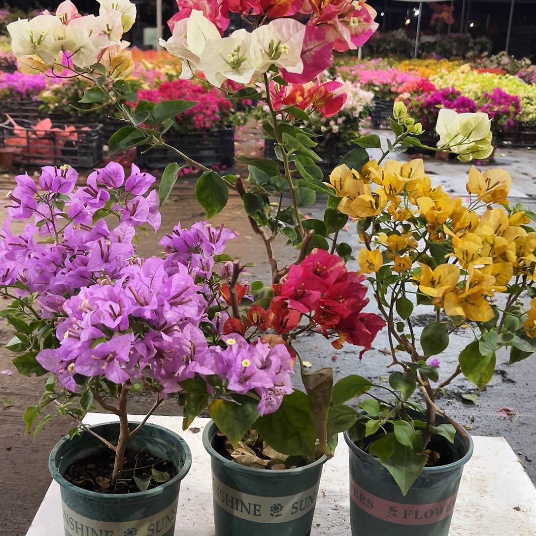 大部分花苞少量开放浅紫，哪吒，金色光辉