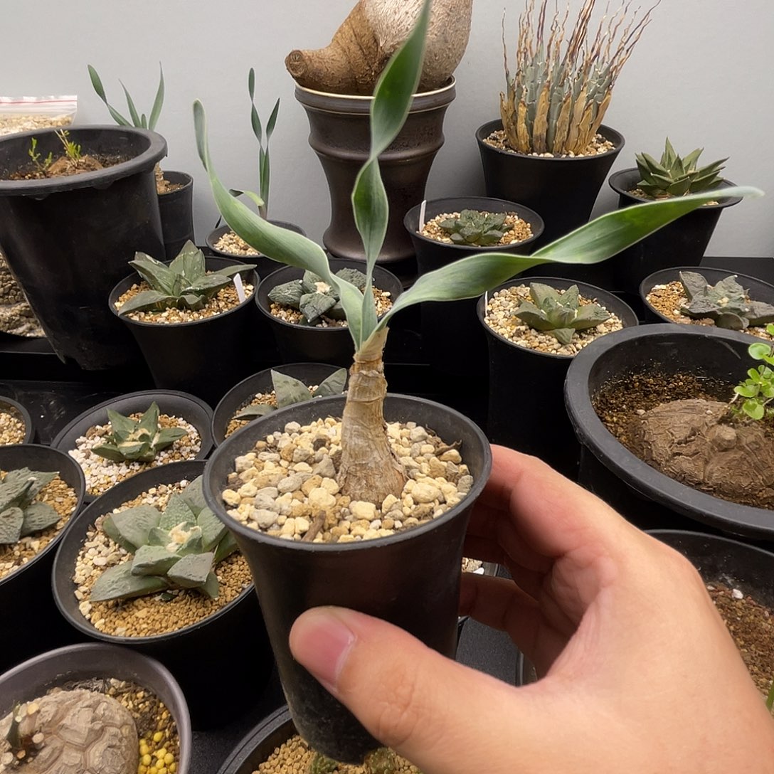 巨凤之卵1.7cm一一一一