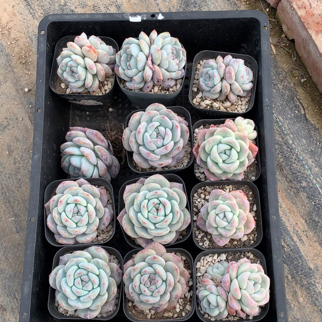 特5018十二一组脱土发4到5厘米左右