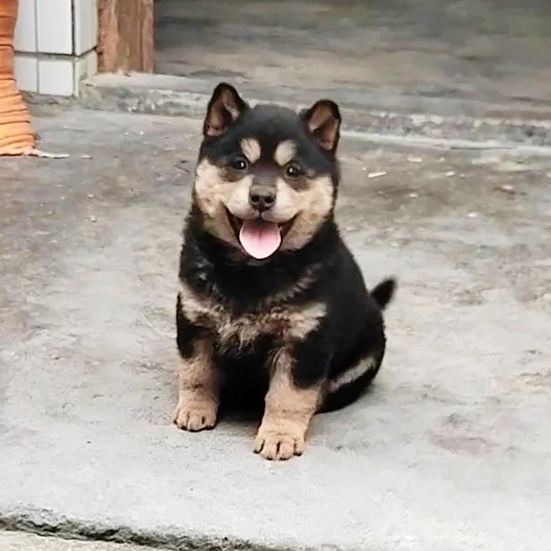 【小林】纯种五黑犬幼犬土猎犬中华田园犬宠物土狗铁包金四眼犬