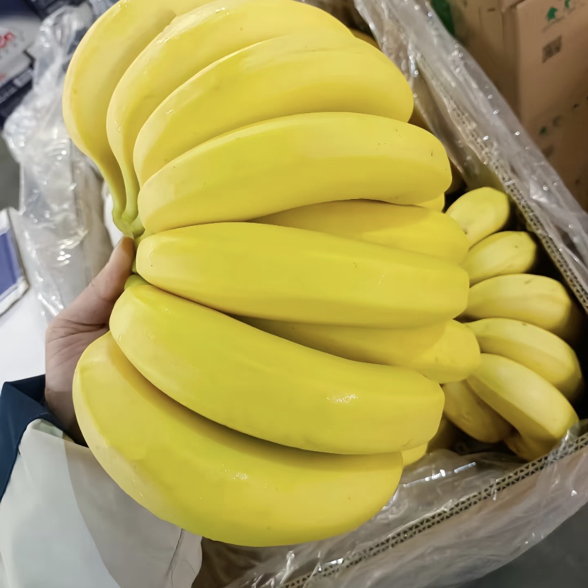 佳沃进口香蕉500g±5g香蕉同城送