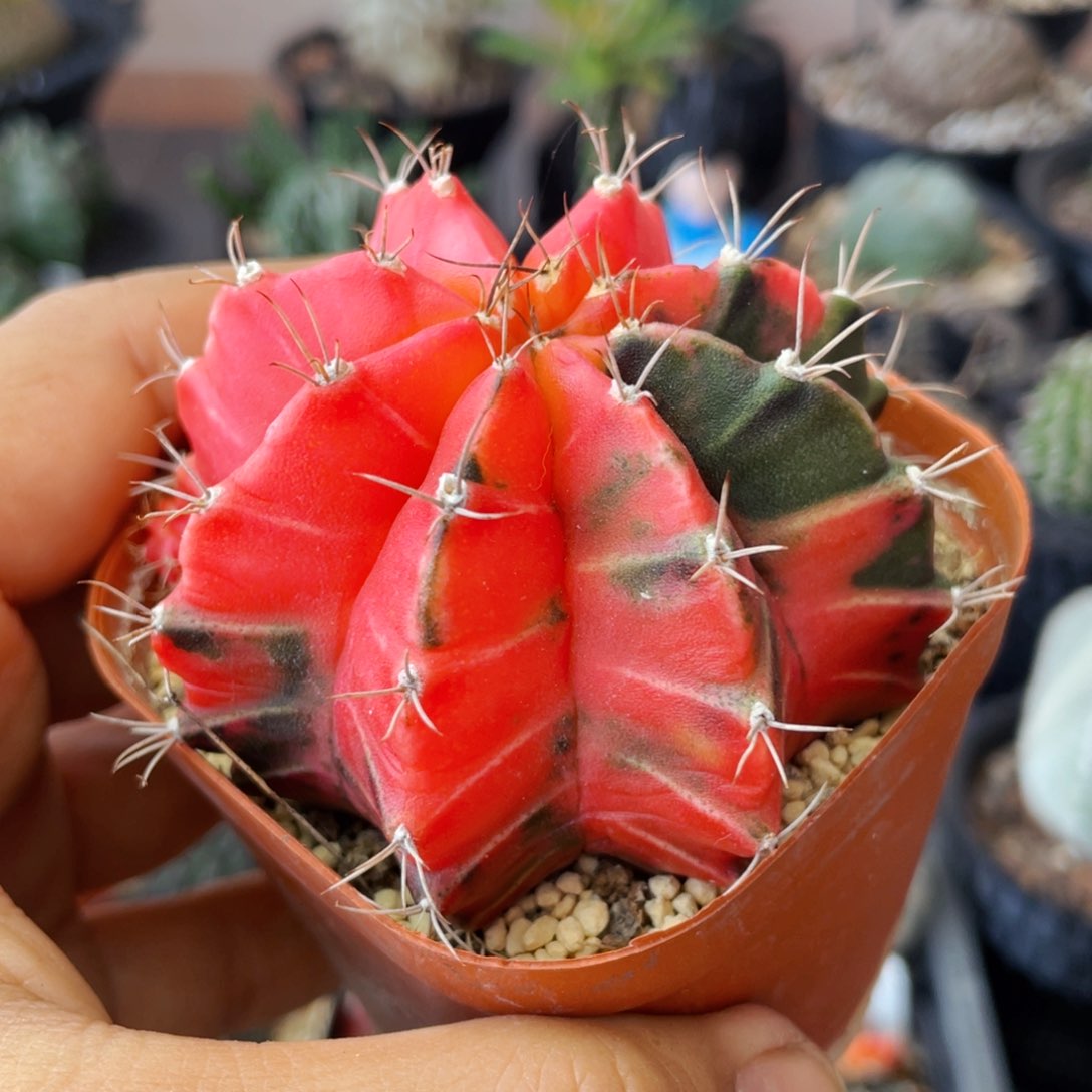 仙人球满28包邮盆口径5公分米哈锦7公分实生