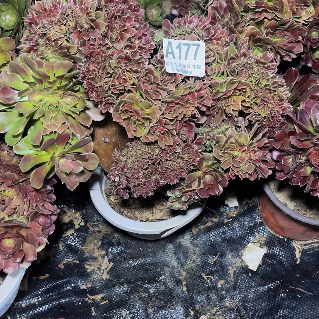 法师法师1—47包邮法师