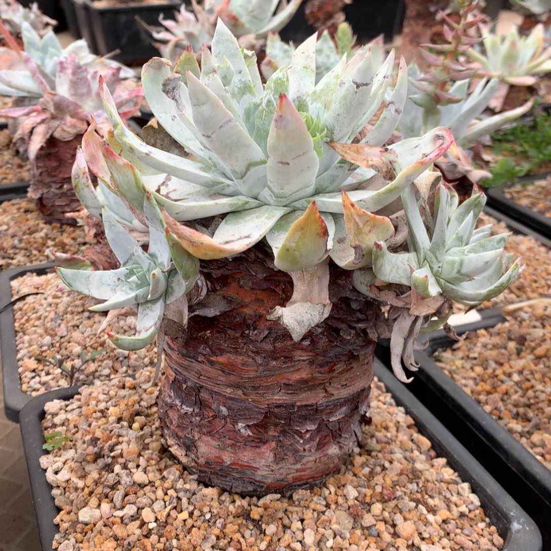 布瑞东尼，2月8日发货多肉