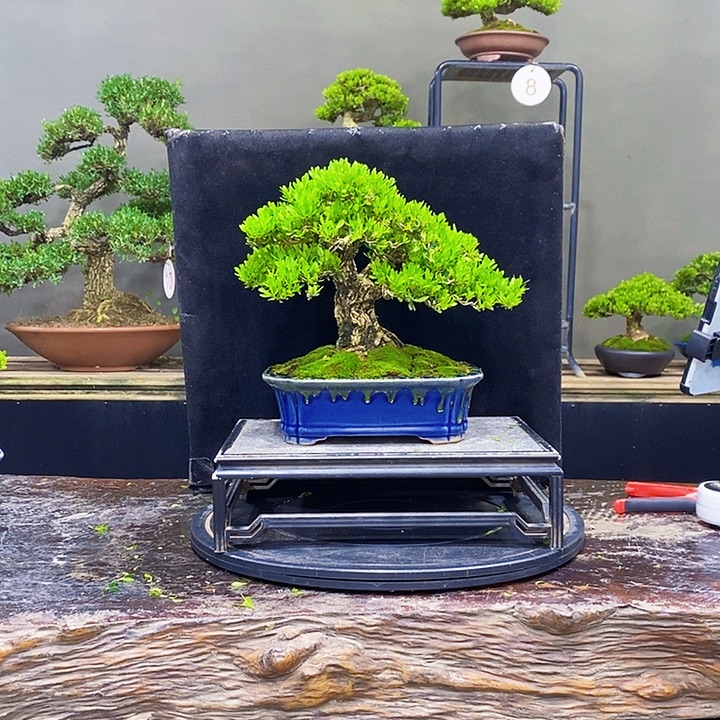 无花朵黄杨盆景四季常青