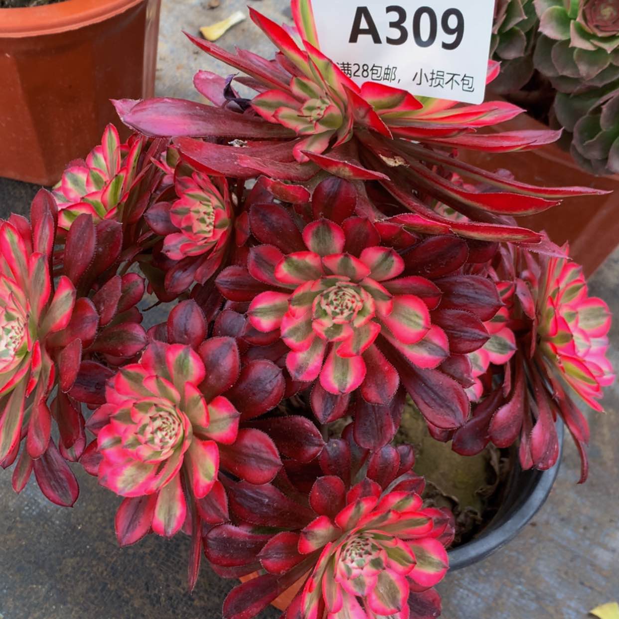 【闪购商品】309红彤多肉