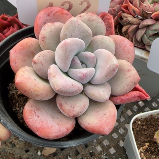 422奥普一物一拍多肉