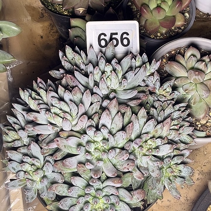 多肉植物炫彩星656