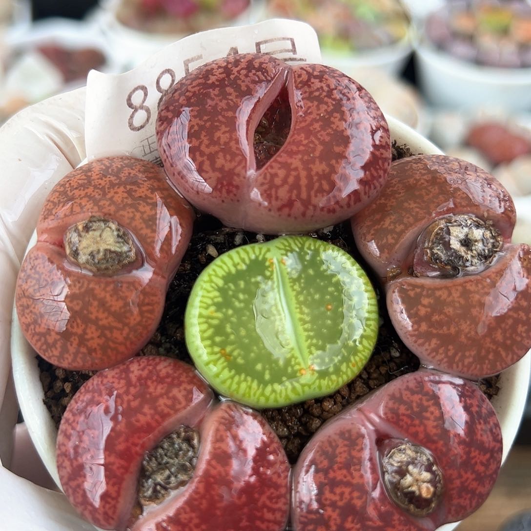 好养易活生石花大母本8854