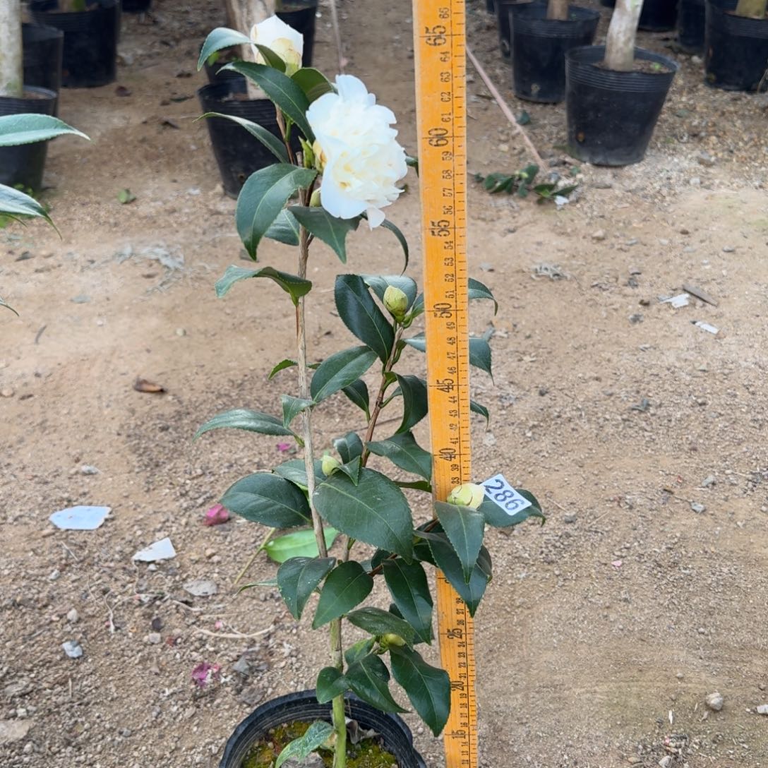 少量花朵（建议范围：2朵-5朵 或40%以下）286黄绣球