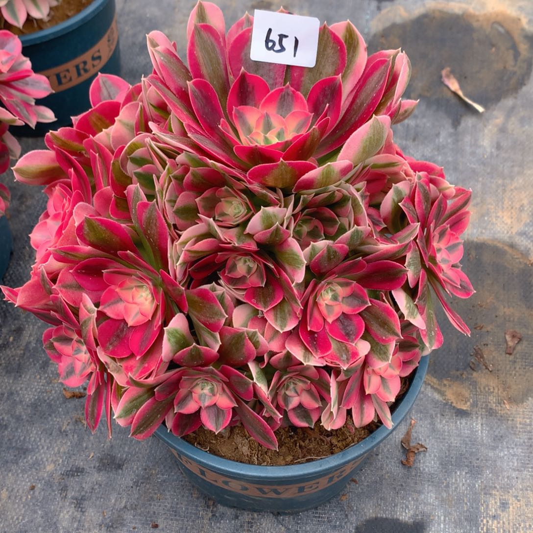 651粉女巫精品法师多肉