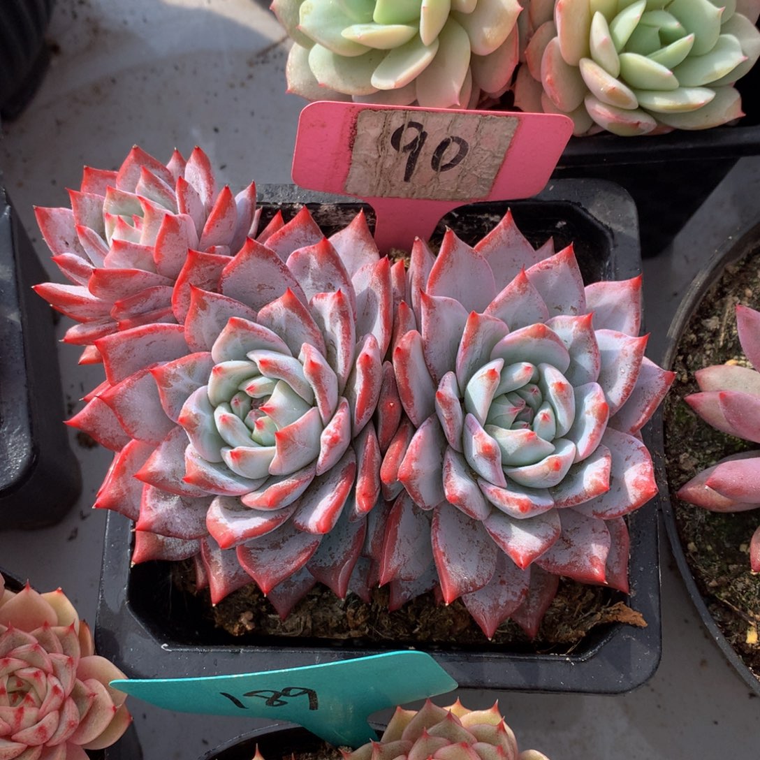 粉蓝鸟727272772737383