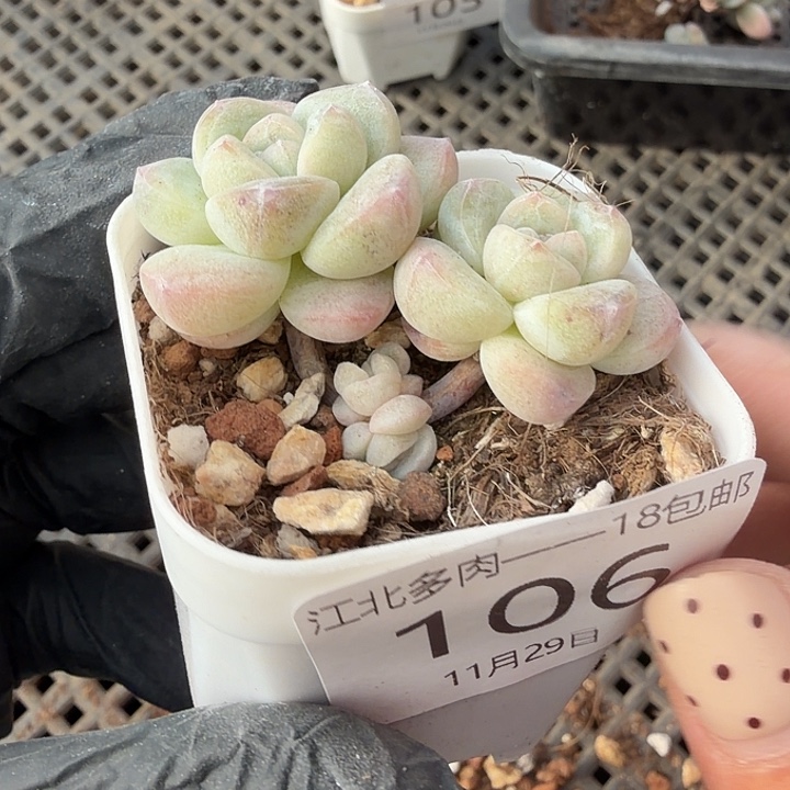 106 号到手1框江北多肉