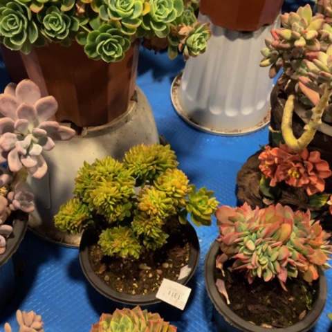 小*1311琥珀缀化多肉