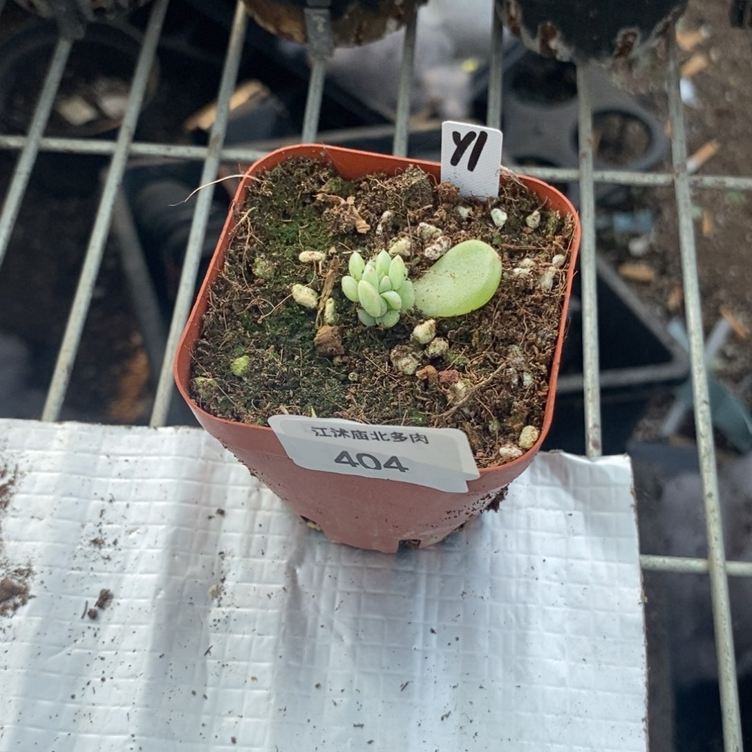 404号甜心y1一个