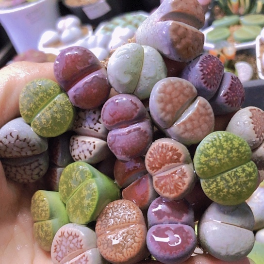 无花朵0639，2-2.4厘米20棵