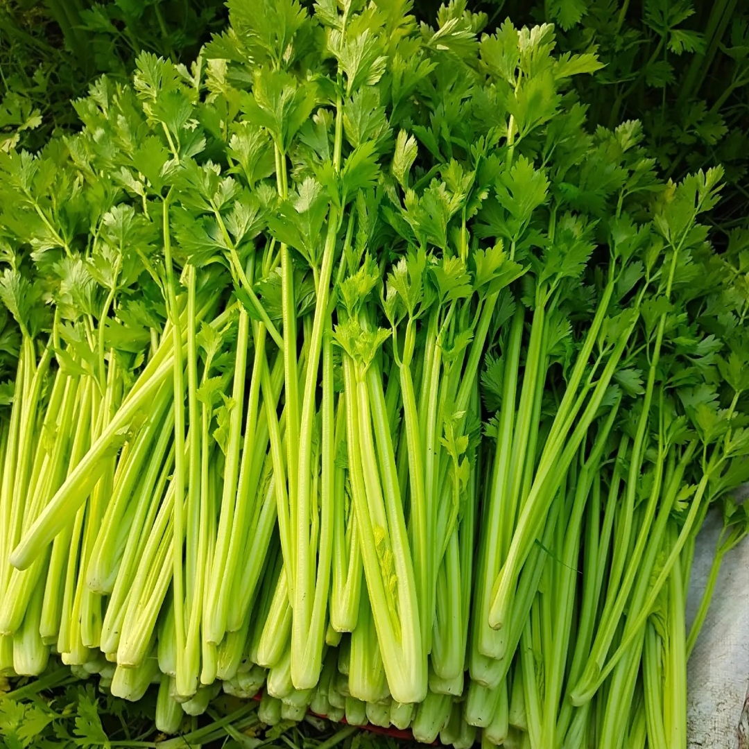 【芹菜】2斤3斤，北京平谷农家菜 顺丰包邮
