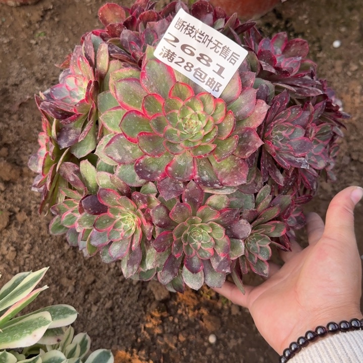 2681二号棚莲花座A