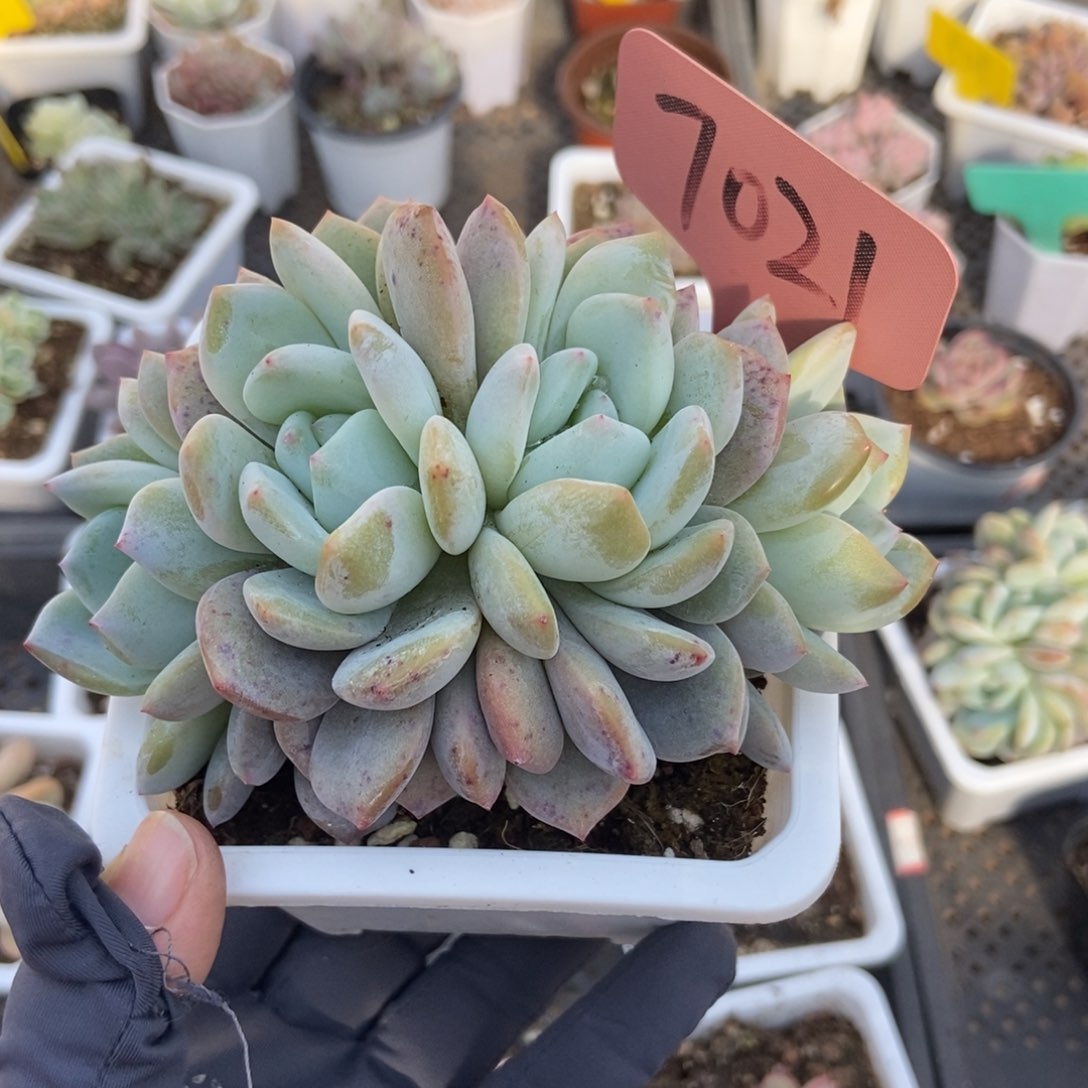 7021橙子多肉植物保护