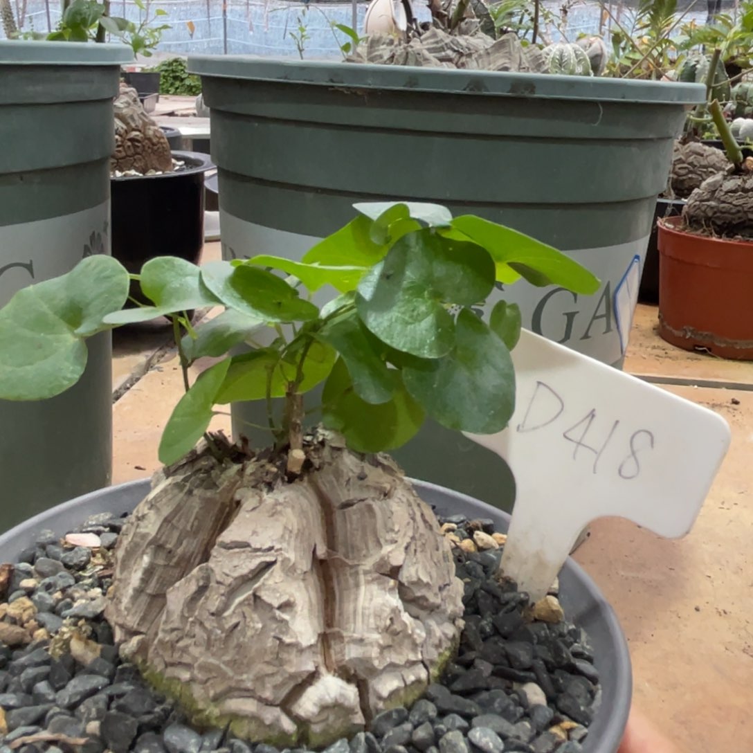 福利龟，7.2公分，炸裂款，南非龟甲龙