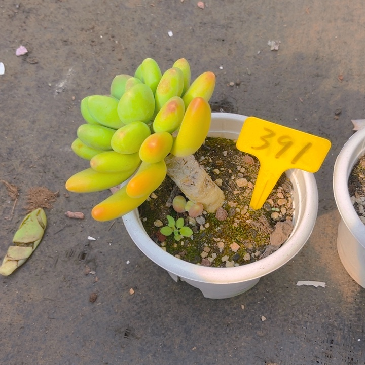 钩***吻金蝉多肉植物3 9 1