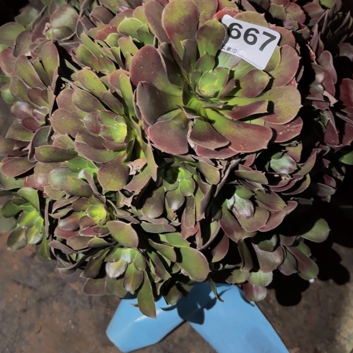 667邵修七彩多肉植物不售后
