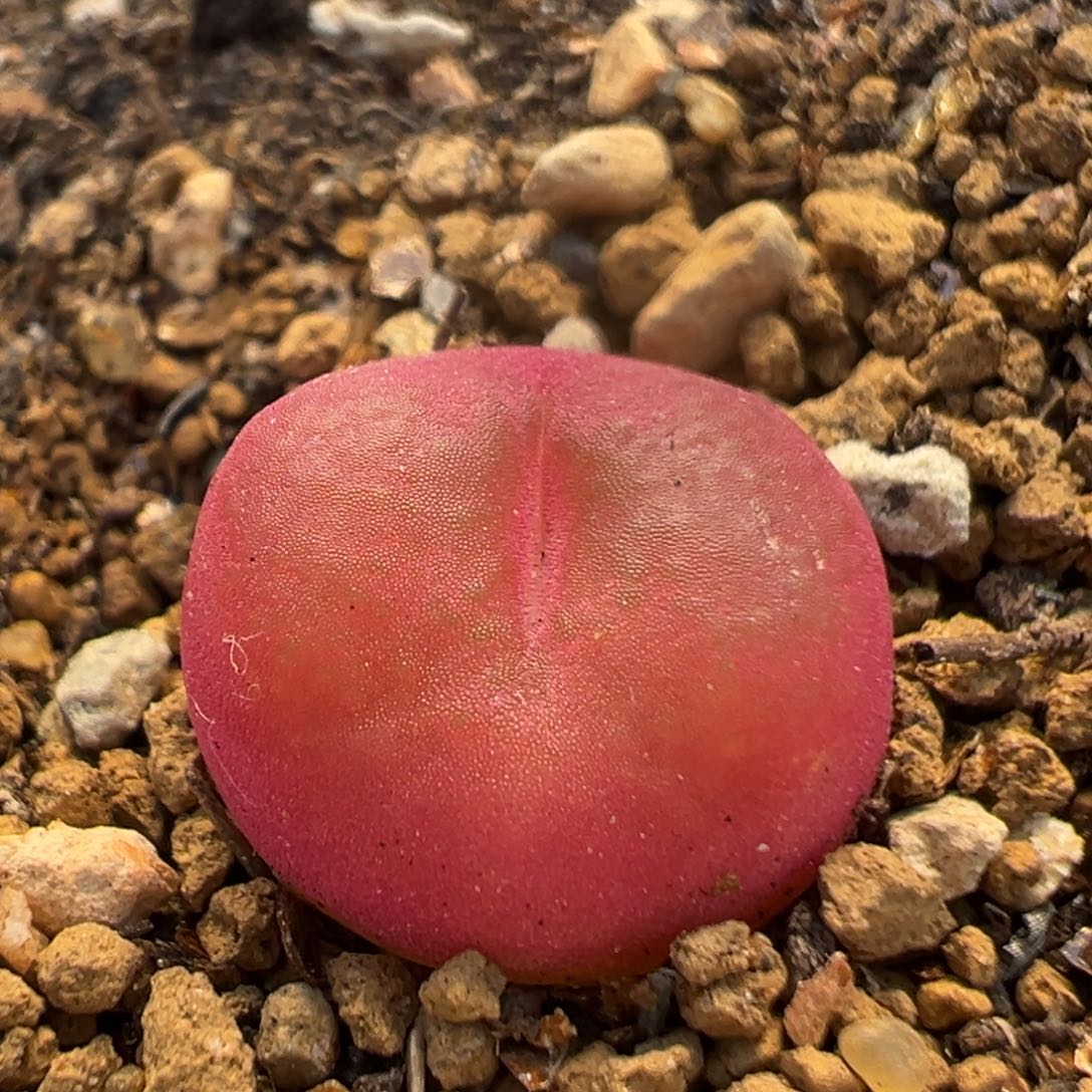 7007多肉植物百科吕红