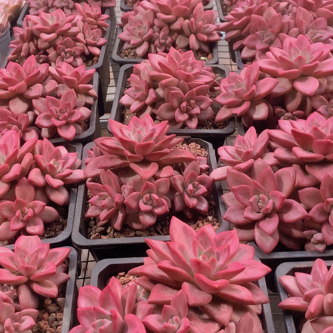 五头赫菲大群345567788999