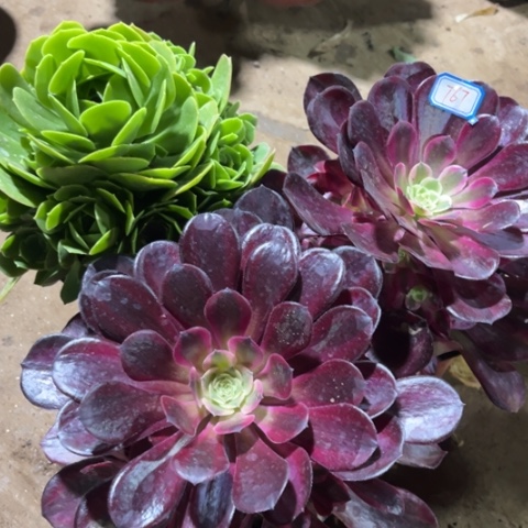 767多肉植物组合