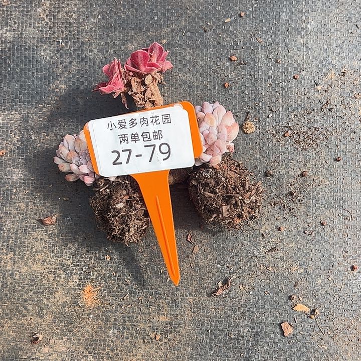 十***呀多肉植物组合盆栽27-79
