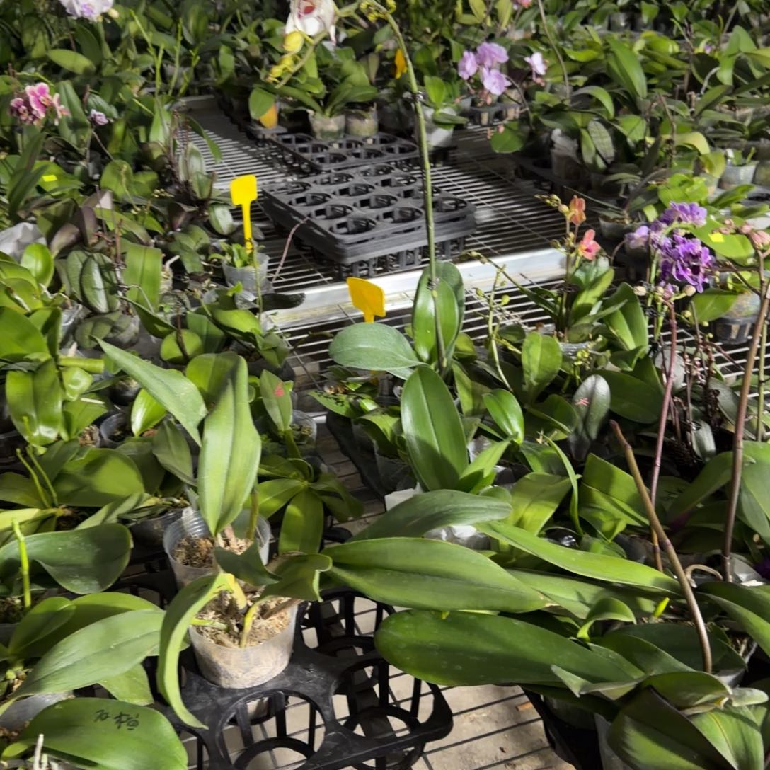 一***鹤无花朵3.5寸卡特兰